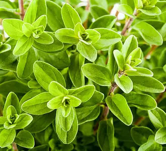 marjoram