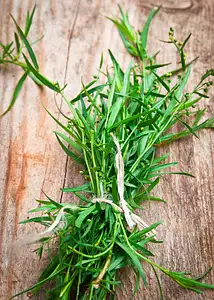 tarragon leaves