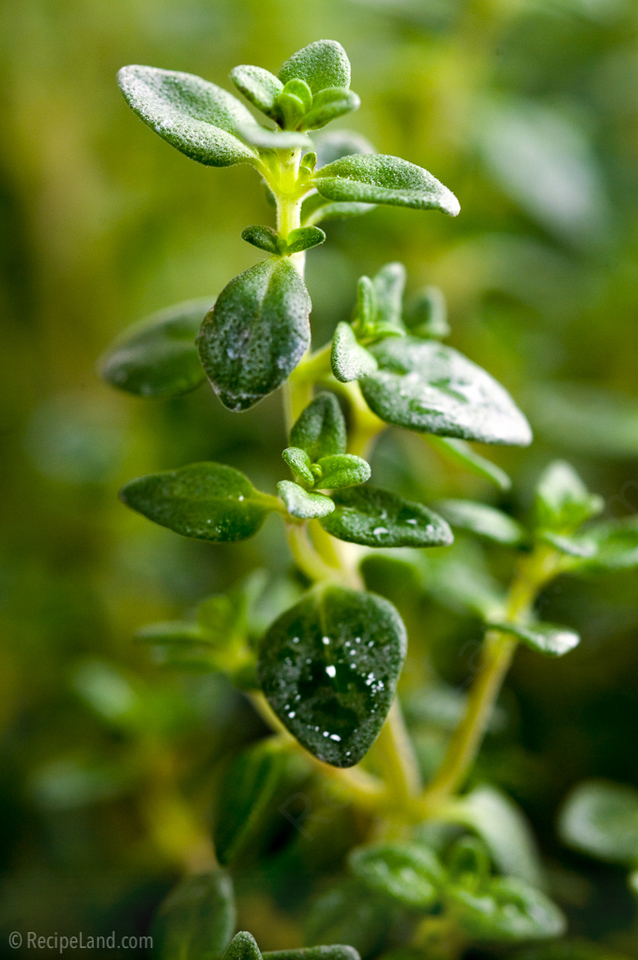 fresh thyme close-up