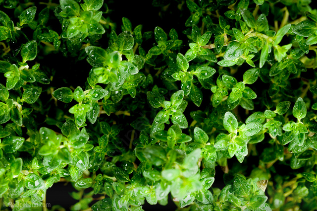Fresh thyme